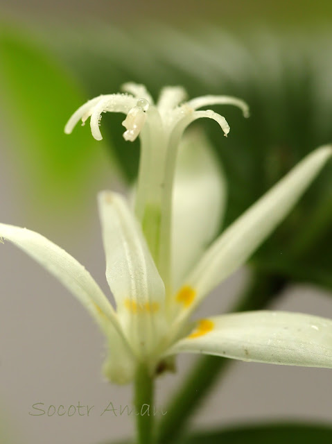 Tricyrtis hirta