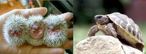 Turtle + Hedgehog 