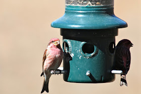 purple finch at sunflower feeder