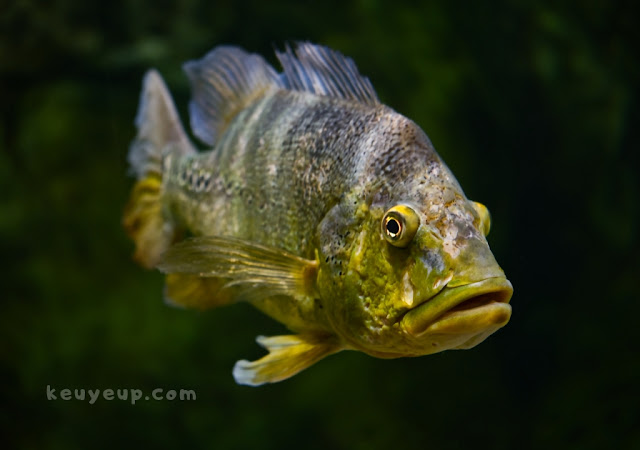 Peacock bass (Cichla spp.)