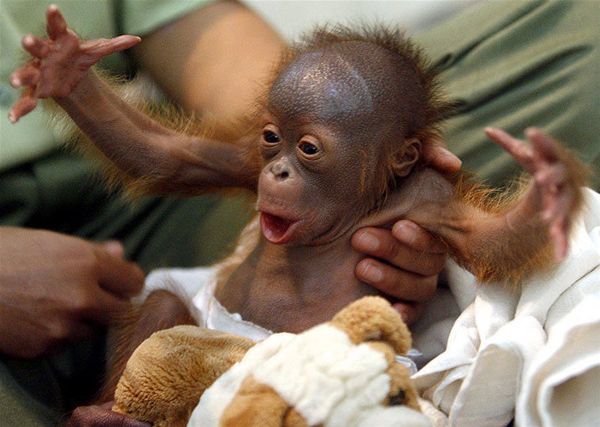 Funny Animals Zone Cute Baby Monkeys