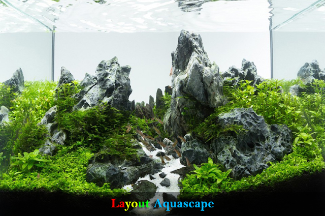 10 Rekomendasi Layout Aquascape Terbaik