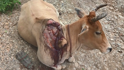 Cow's huge wound after crocodile attack