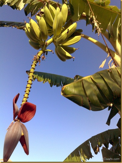 platanos-19082009577