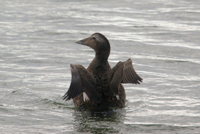 Eider - Eider - Somateria mollissima