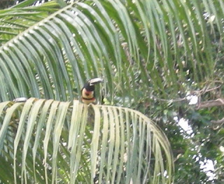 Collared Aracari, Pteroglossus torquatus, La Ceiba, Honduras