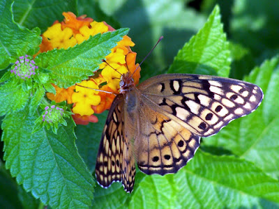 Great Spangled Fritillary