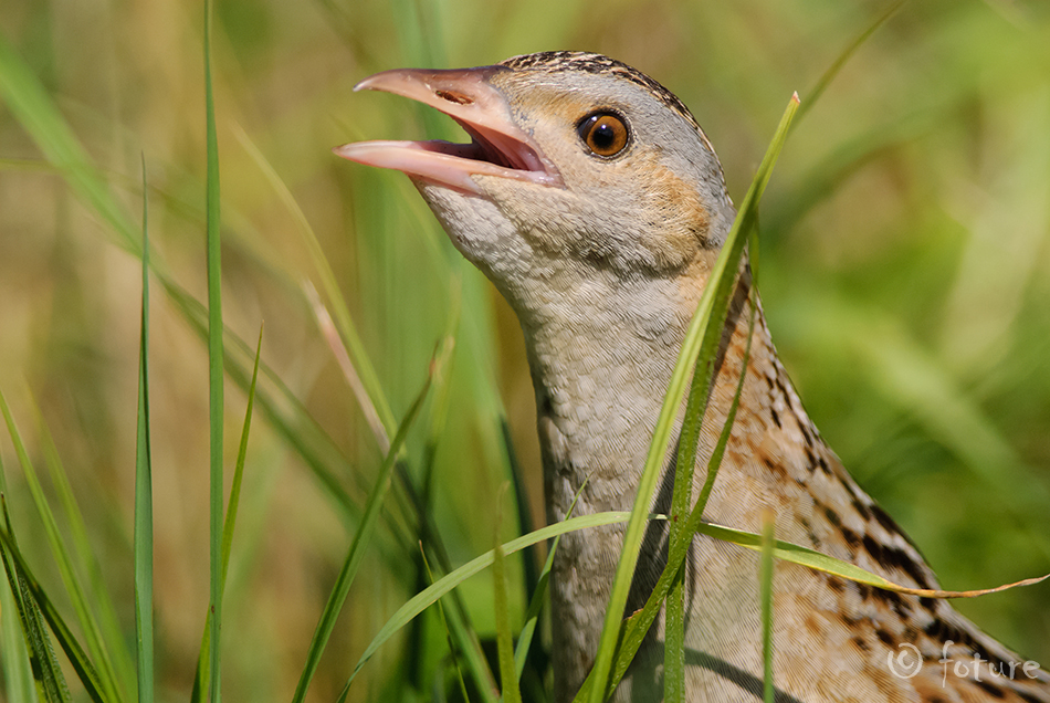 Rukkirääk, Crex crex, Corncrake, Corn Crake, rääk