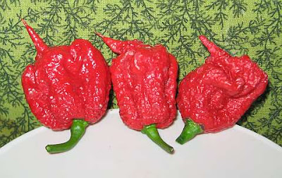 the Carolina Reaper cabai terpedas di dunia