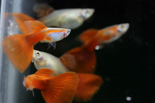 Jual Guppy Half Red,  Harga Guppy Half Red,  Toko Guppy Half Red,  Diskon Guppy Half Red,  Beli Guppy Half Red,  Review Guppy Half Red,  Promo Guppy Half Red,  Spesifikasi Guppy Half Red,  Guppy Half Red Murah,  Guppy Half Red Asli,  Guppy Half Red Original,  Guppy Half Red Jakarta,  Jenis Guppy Half Red,  Budidaya Guppy Half Red,  Peternak Guppy Half Red,  Cara Merawat Guppy Half Red,  Tips Merawat Guppy Half Red,  Bagaimana cara merawat Guppy Half Red,  Bagaimana mengobati Guppy Half Red,  Ciri-Ciri Hamil Guppy Half Red,  Kandang Guppy Half Red,  Ternak Guppy Half Red,  Makanan Guppy Half Red,  Guppy Half Red Termahal,  Adopsi Guppy Half Red,  Jual Cepat Guppy Half Red,  Kreatif Guppy Half Red,  Desain Guppy Half Red,  Order Guppy Half Red,  Kado Guppy Half Red,  Cara Buat Guppy Half Red,  Pesan Guppy Half Red,  Wisuda Guppy Half Red,  Ultah Guppy Half Red,  Nikah Guppy Half Red,  Wedding Guppy Half Red,  Flanel Guppy Half Red,  Special Guppy Half Red,  Suprise Guppy Half Red,  Anniversary Guppy Half Red,  Moment Guppy Half Red,  Istimewa  Guppy Half Red,  Kasih Sayang  Guppy Half Red,  Valentine  Guppy Half Red,  Tersayang Guppy Half Red,  Unik Guppy Half Red, 