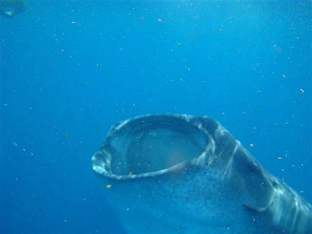 Hiu Paus (whale shark) - Ikan Terbesar di Dunia Tapi Cuma 