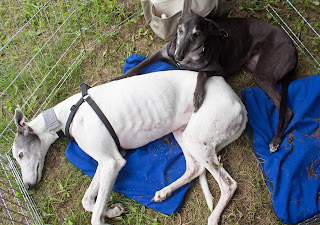 Blue and Bettina Greyhound-cutest greys ever