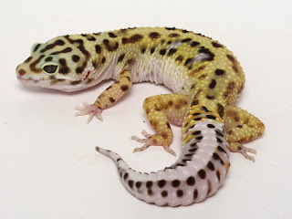 Cara Memilih Leopard Gecko