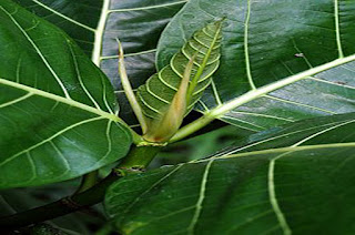 13 Health Benefits Awar-Awar Leaves(Ficus septica)