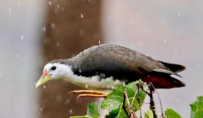 "White-breasted Waterhen ,resident sitting high up enjoying the drizzle."