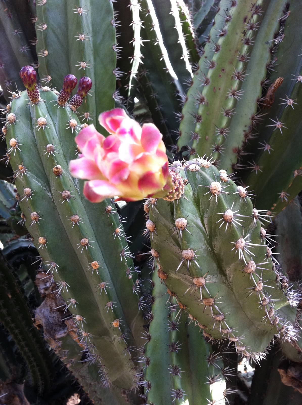 Uncommon Cactus, Succulents and Tropical Plants: Happy ...