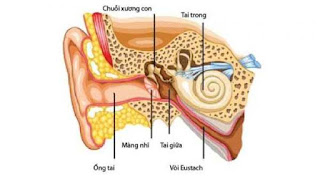 Viêm tai giữa mãn tính