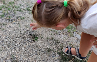 Rosie feeds the ants