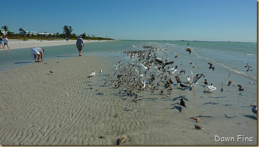 Sanibel Shell and birds_142