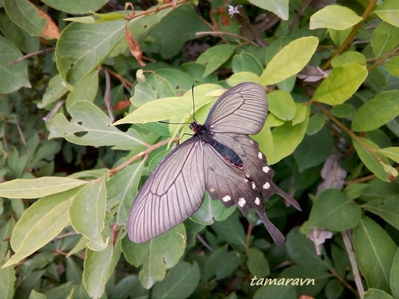 Бабочка алкиной (Atrophaneura alcinous, =Byasa alcinous)