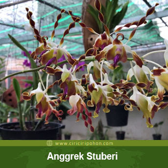  Ciri  ciri  Anggrek  Stuberi Dendrobium lasianthera 