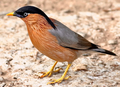 "Brahminy Starling - Sturnia pagodarum, resident searching for food."