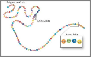 polypeptide chain