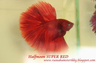 Betta Super Red, Cupang Super Red, CUpang Jambi, CUpang Indonesia