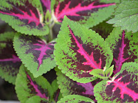 Coleus,  Plectranthus scutellarioides, Koleksi Tanaman Berdaun Indah dan Unik