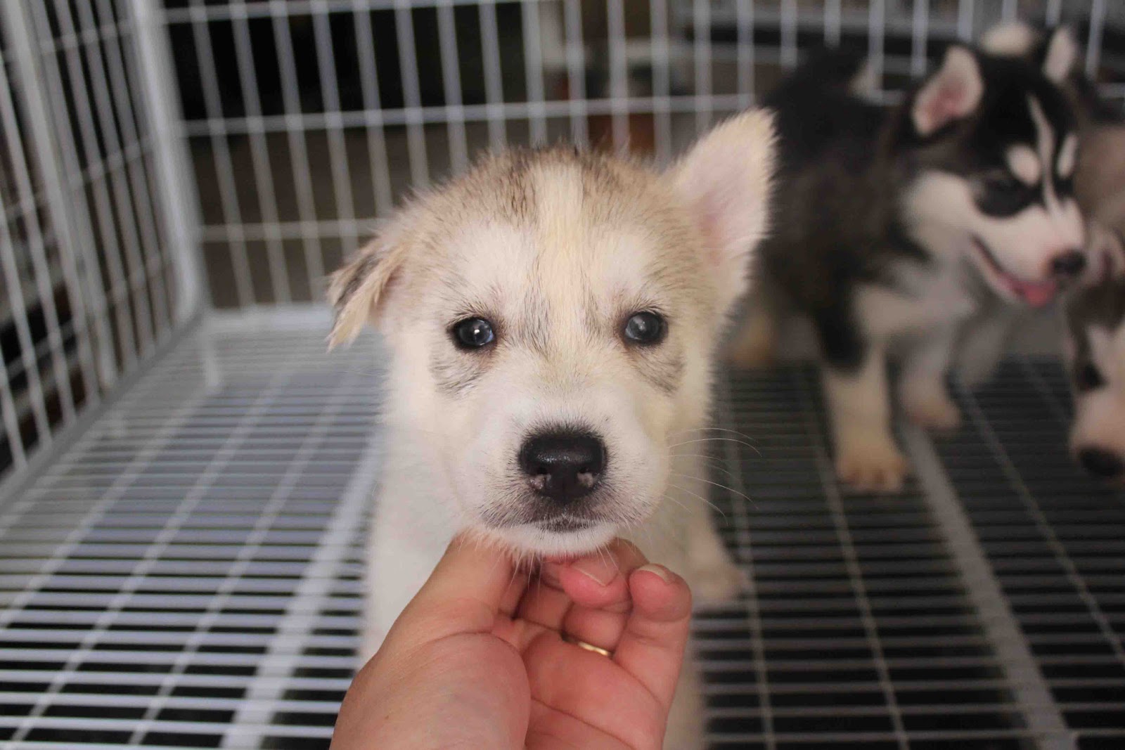 Female White Siberian Husky