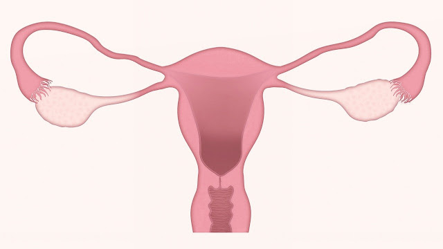 Uterus