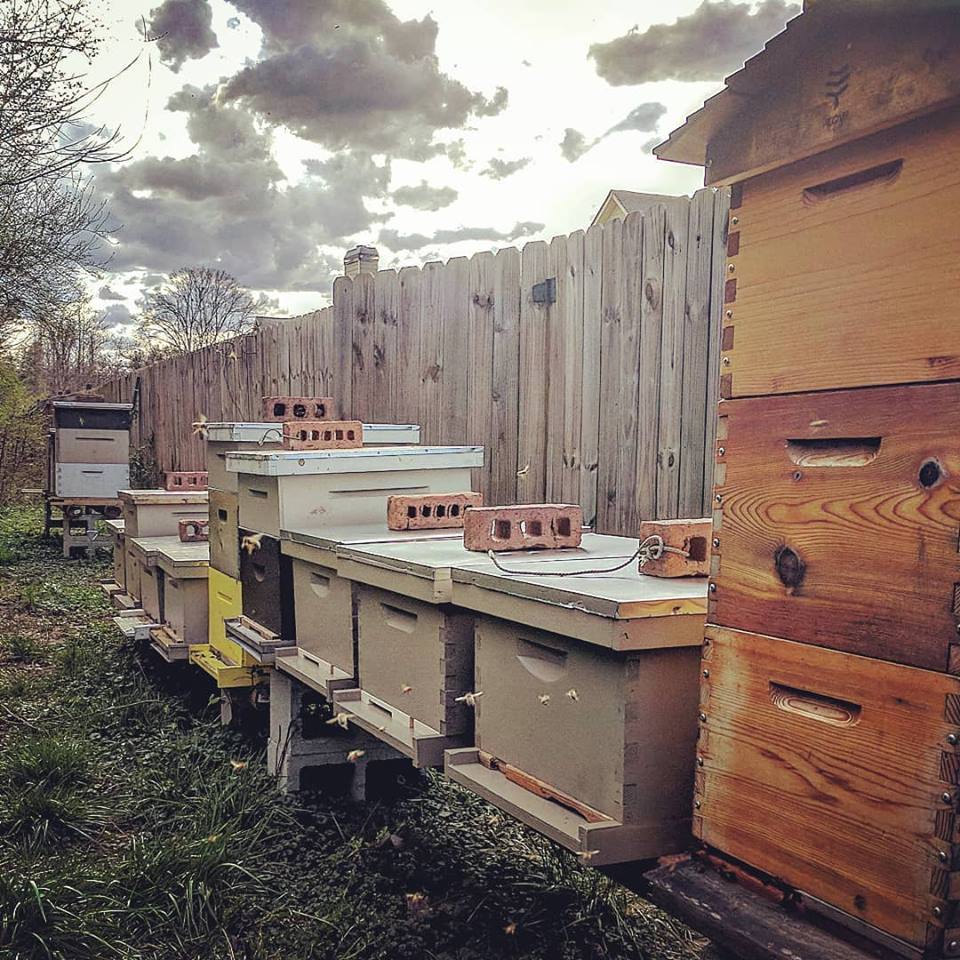 rumah lebah madu