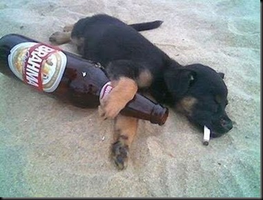 cachorro