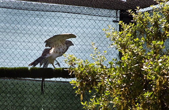 La Comunidad prueba un sistema pionero para evitar la electrocución de aves