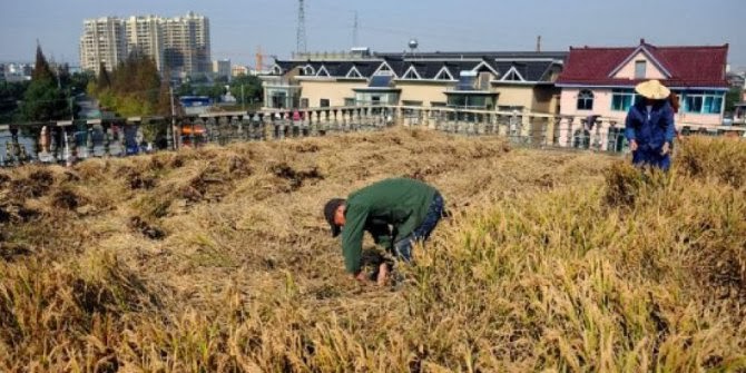 Sawah Atas Rumah