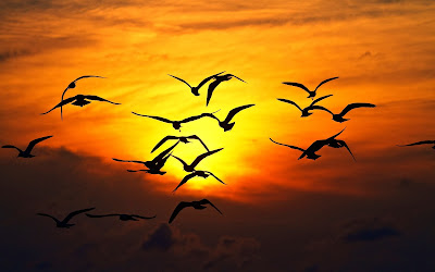 sunset-sky-clouds-birds-photo-wallpaper-1920x1200