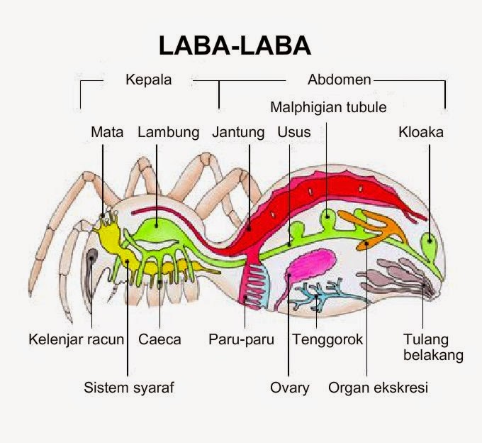 Kumpulan Tugas Sekolah Nama Filum Beserta Contoh  yang 