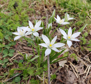 Beautiful flowers on the lawn