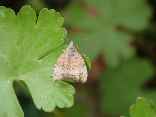 Choreutis nemorana