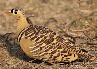 Animals That Start With S - Sandgrouse