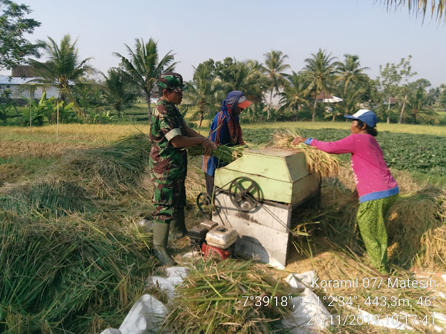 KodimKaranganyar – Babinsa Berupaya Keras Ciptakan Swasembada Pangan