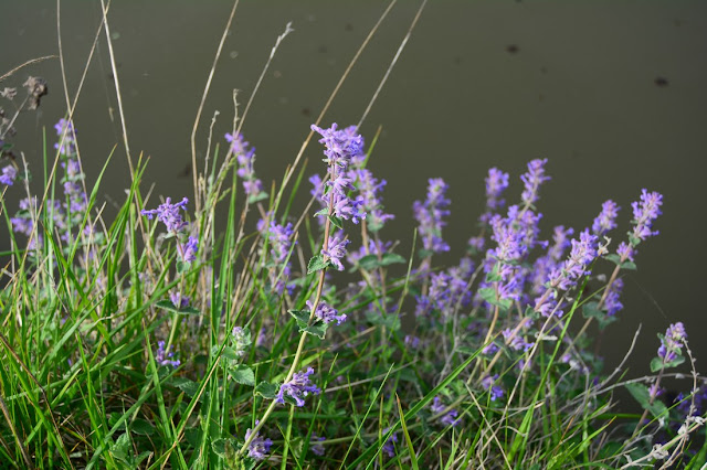 Nepeta sp