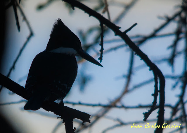 Avistaje de aves en Argentina, Salta. Birdwatching y fotografía de Juan Carlos Gorrini.