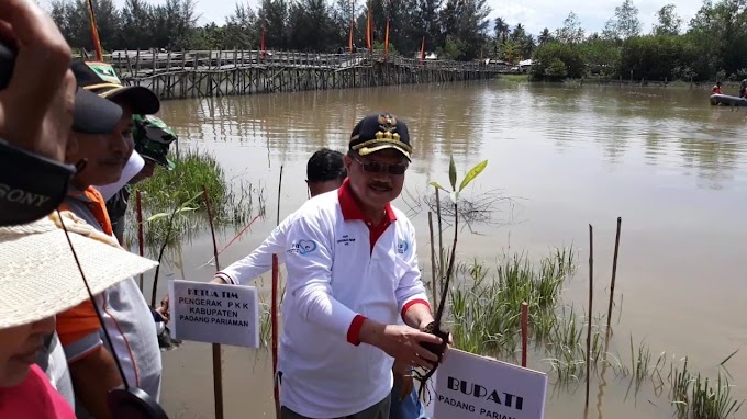 Program Nasional Gerakan Peduli  Mangrove di Padang Pariaman Berlansung Sukses