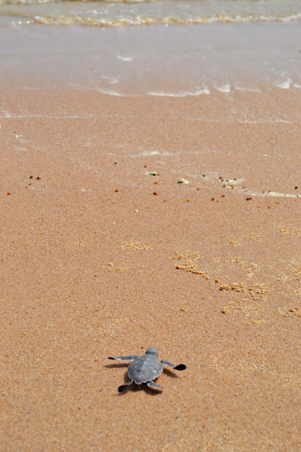 Guyane, tortue marine, luth, verte, observer les tortues, ponte