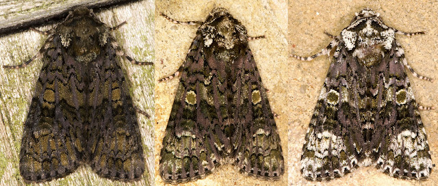 Three Coronet moths, Craniophora ligustri.  Hayes, 2013.