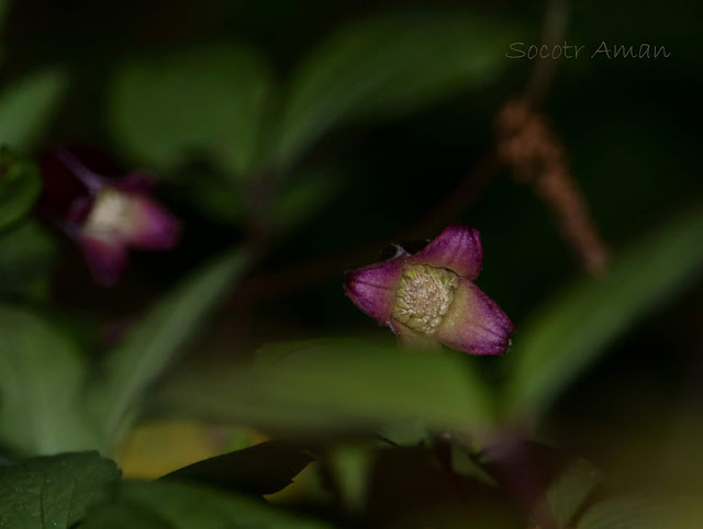 Clematis japonica