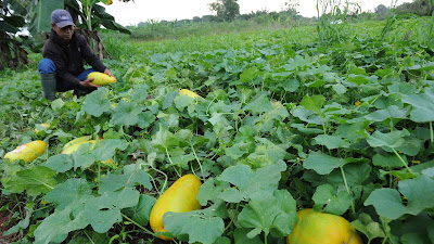 Manfaat Buah Timun Suri Yang Penuh Nutrisi