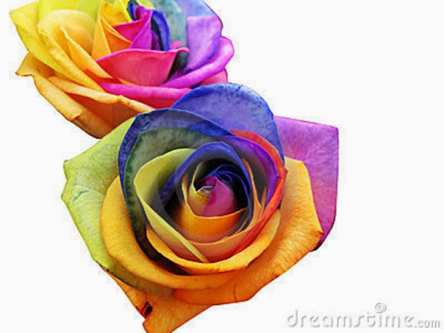 Best Rainbow Flower HD Wallpaper Free