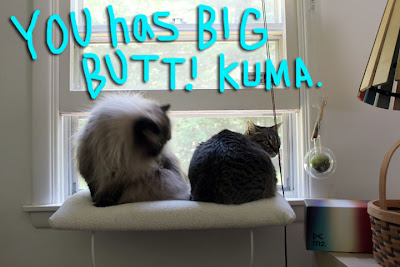big butt cat 02